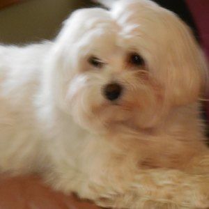 Meet your Posher, Lucy